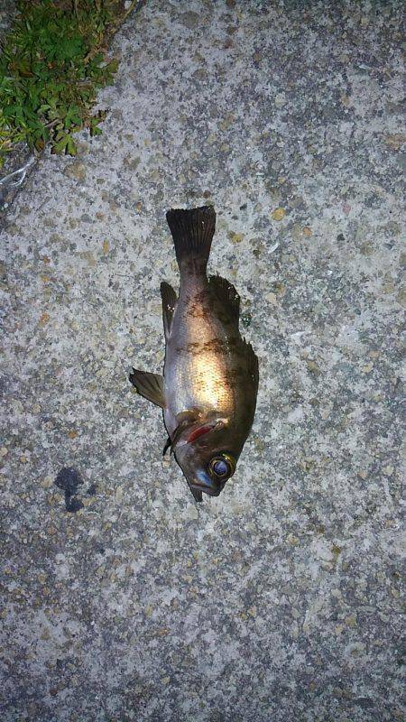 まだまだ楽しめる