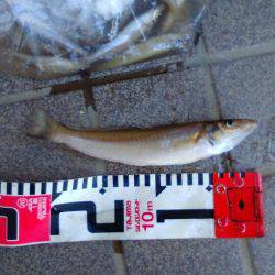 今年初西脇漁港キス釣り