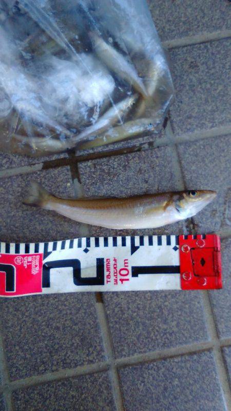 今年初西脇漁港キス釣り