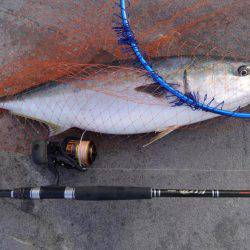 ハマチ・メジロ祭り