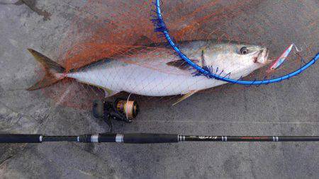 ハマチ・メジロ祭り