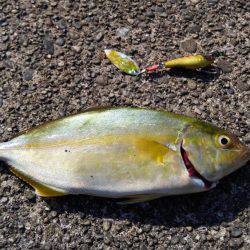 まだ早かった。。。