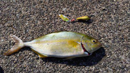 まだ早かった。。。