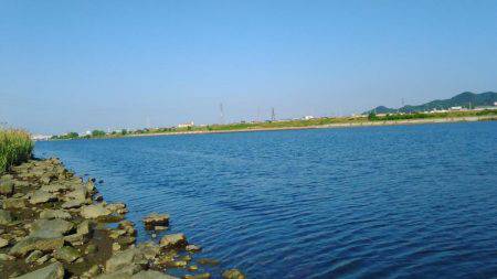 チニングに行ったのですがエイ、鯉、鮒の猛攻にあい場所移動したら