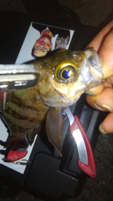 アジホゲてメバリング