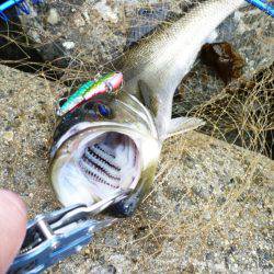 今シーズン初朝練