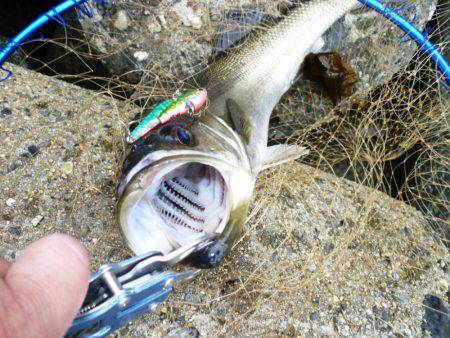 今シーズン初朝練