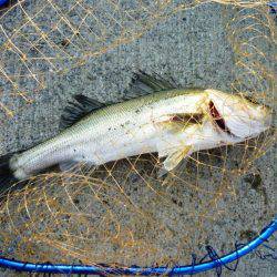 5時半ダッシュ勝平