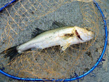 5時半ダッシュ勝平