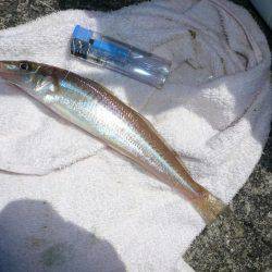 久々に近場の本荘、二見でキス狙い