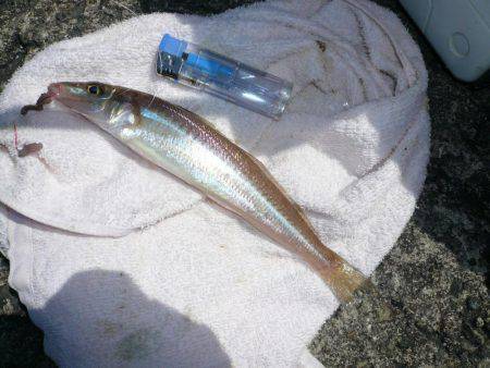 久々に近場の本荘、二見でキス狙い