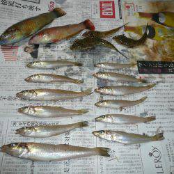 佐野白灯台でキス狙い