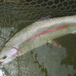 大安トラウトレイク 釣果