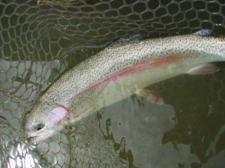 大安トラウトレイク 釣果