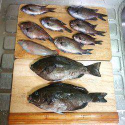 今季初グレ狙い！