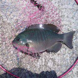 グレ30cm釣れました〜！