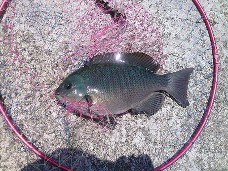 グレ30cm釣れました〜！