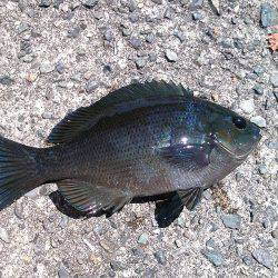 コッパメジナにチャリコ!