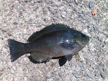 コッパメジナにチャリコ！