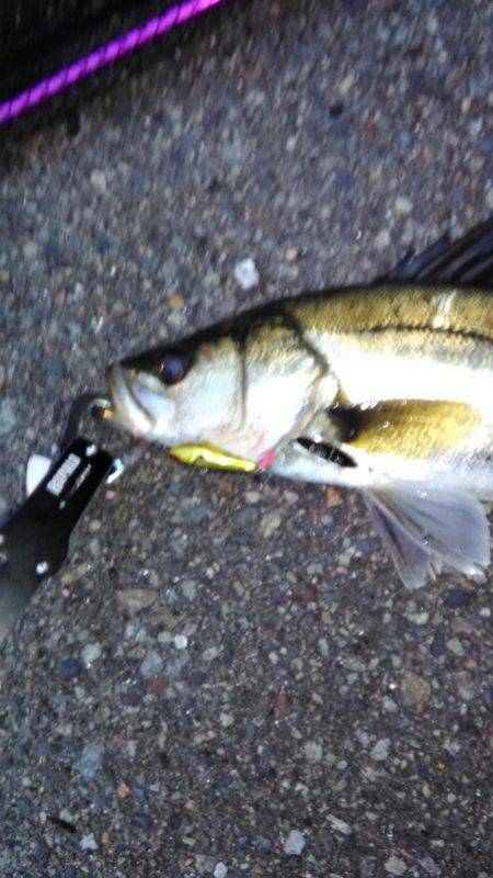 近所湾奥シーバス