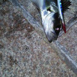 初バチ抜けチーバス