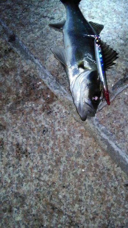 初バチ抜けチーバス