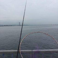 ハマチかシーバス狙いが・・・