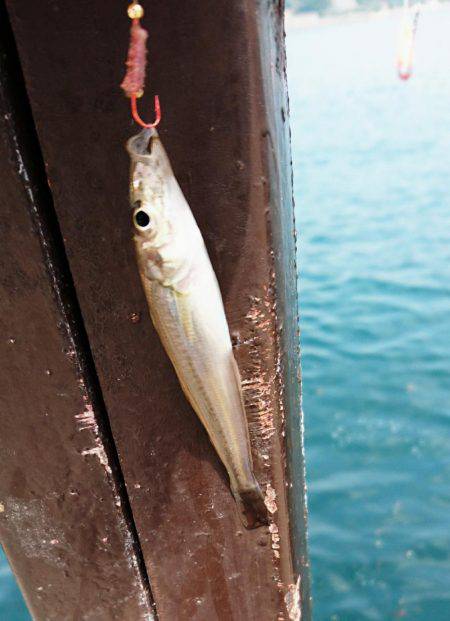 第1回、キス調査