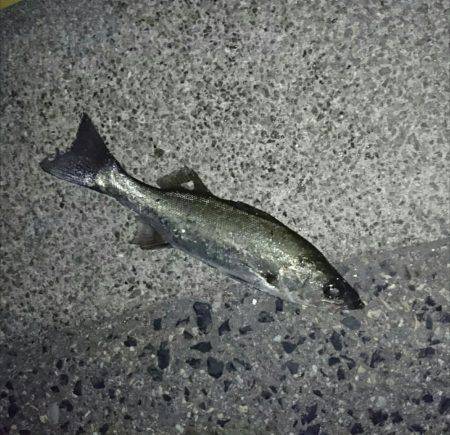 メバリングでシーバス