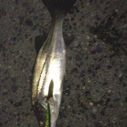 昨日はバチパターン、本日はベイトパターン