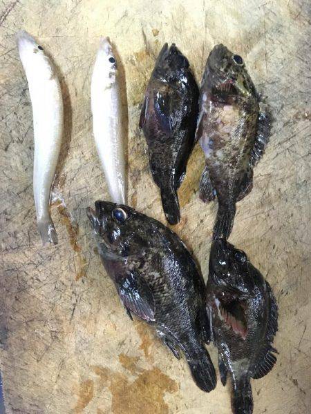 さぐるぜ！穴釣り＆投げ釣り