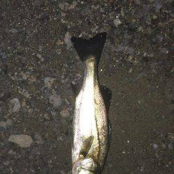 まだまだバチパターン