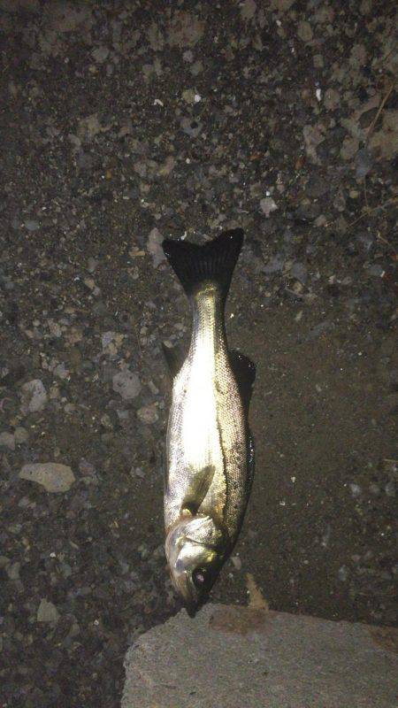 まだまだバチパターン