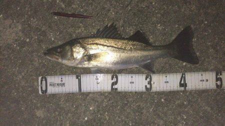 なかなか釣れない