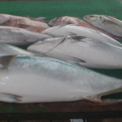 久し振りの海上釣堀