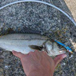 鰤狙いに・・・