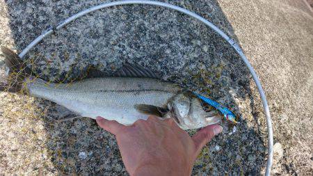 鰤狙いに・・・