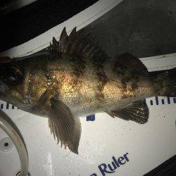 サーフメバリング