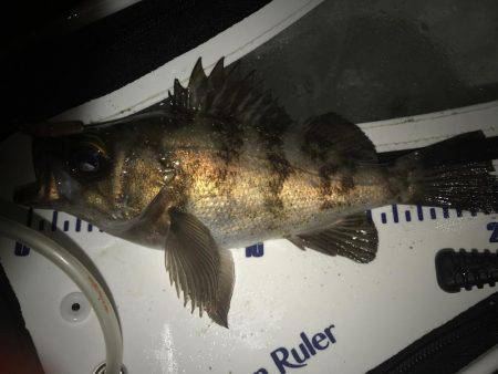 サーフメバリング