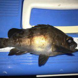 満月メバリング