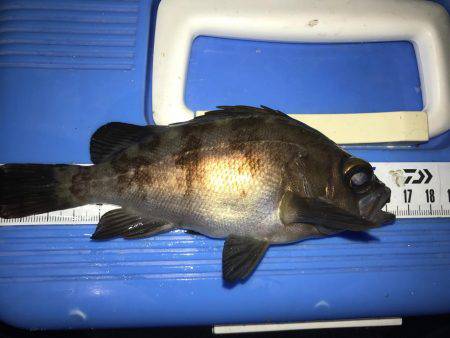 満月メバリング