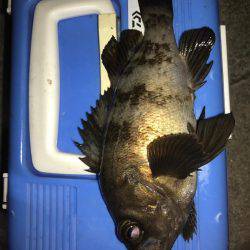 プラグメバリング