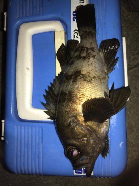 プラグメバリング