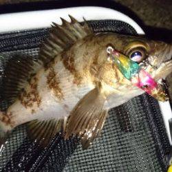 初  泉南メバリング