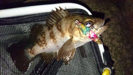 初  泉南メバリング