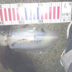 大潮の満月狙いで行って来ました。