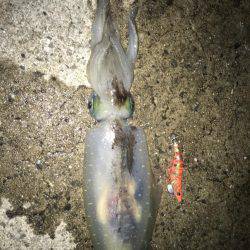 大型アオリイカ狙いで行って来ました。