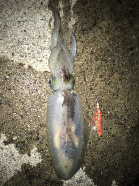 大型アオリイカ狙いで行って来ました。