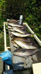 マダイ狙いでしたが船中マダイは0、イサキだらけ