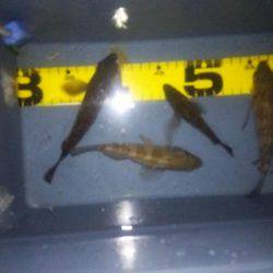 レギュラーサイズ